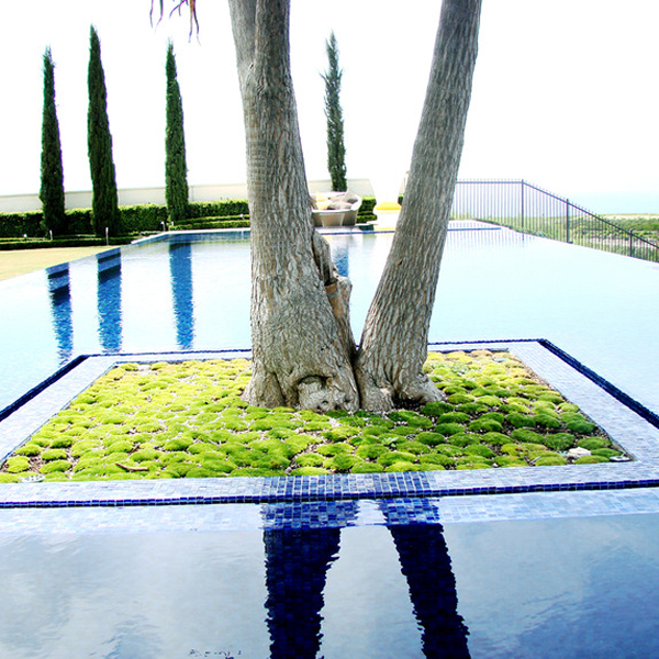 infinity pool by ams landscape design