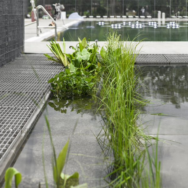 plants in natural pool
