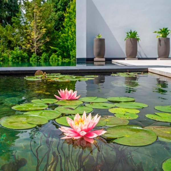 vegetación natural flotando sobre piscina