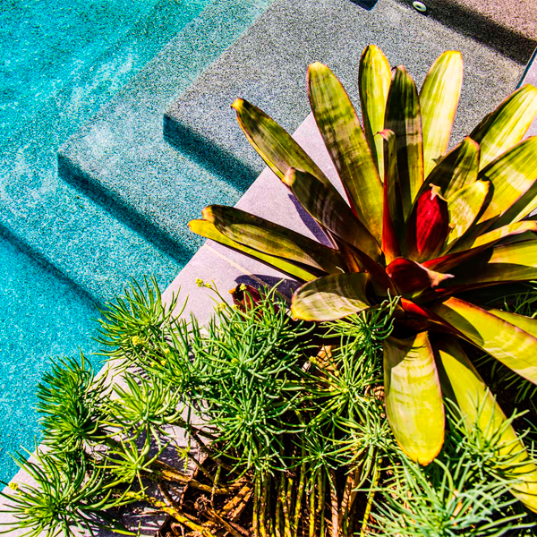 plants beside the swimming pool