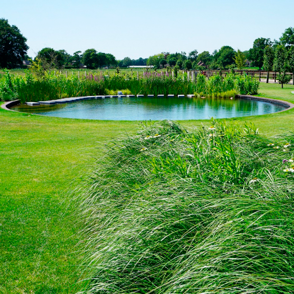 hybrid natural pool by Dreampool
