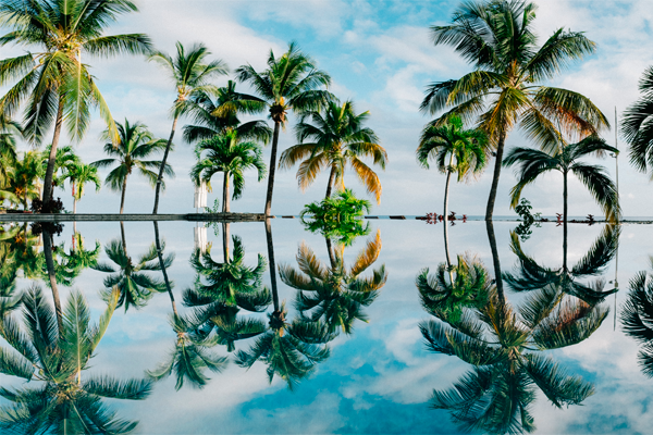 palmeras reflejadas en el agua de una piscina