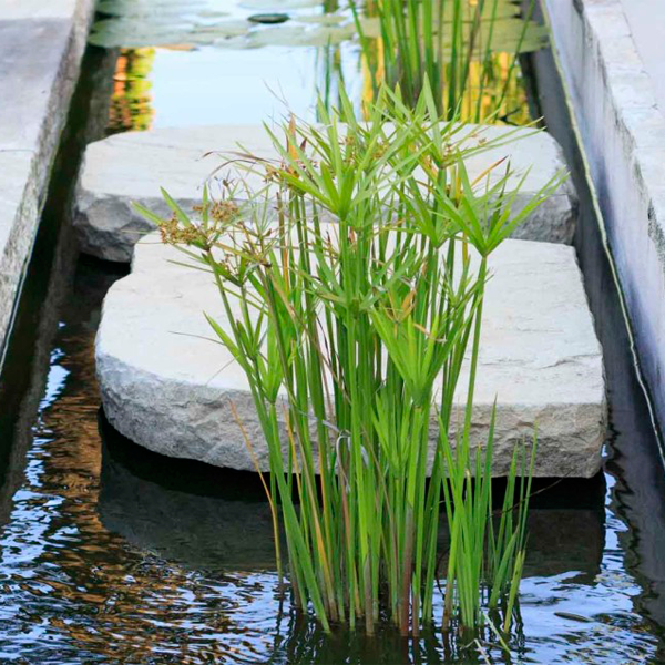 plantas en canal junto a piscina