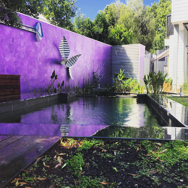 piscina natural en vivienda privada con muro color morado