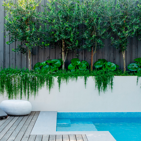 mini piscine par Stone Lotus Landscapes